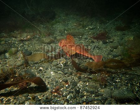Red Gurnard