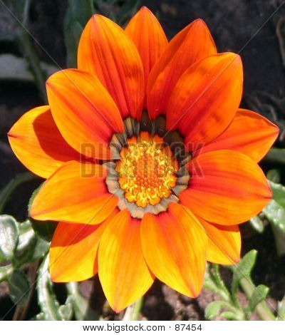 Nærbillede af blomster 2