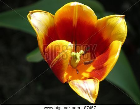 Orange Tulip