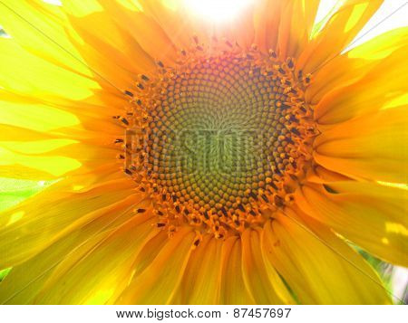 Sunflower