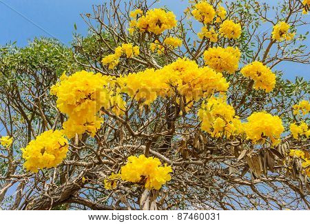 Close Up Of Tabebuia Chrysotricha Yellow Flowers Blossom On Blue Sky Background