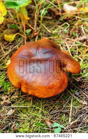 Mushroom Suillus Luteus