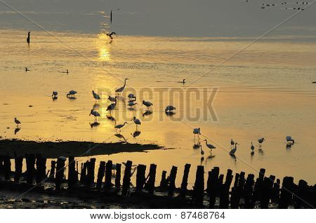 black faced spoonbill