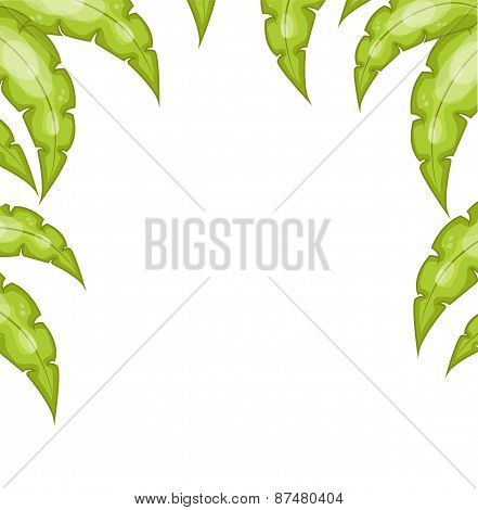 branches of palm trees