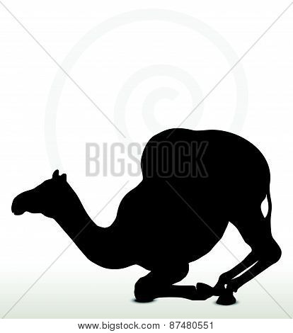 Camel In Kneeling Pose