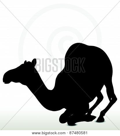 Camel In Kneeling Pose