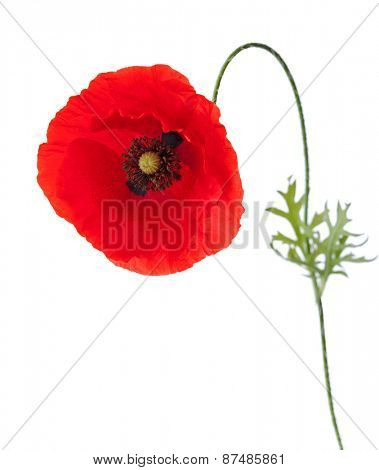 Poppy with pollen on the petals isolated on white background.
