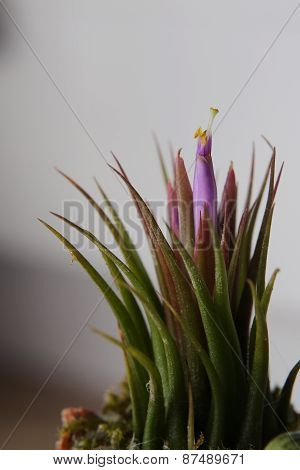 Tillandsia Blossom