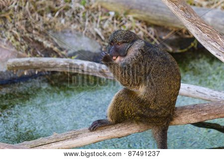 Allen's Swamp Monkey