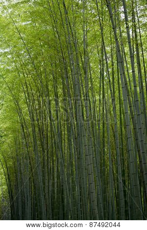 A photo of looking up to a Green bamboo forest in Asia