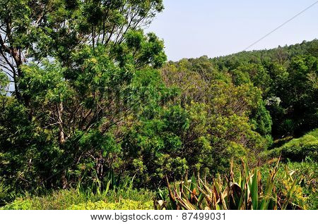 Trees On The Mountain Of Sera
