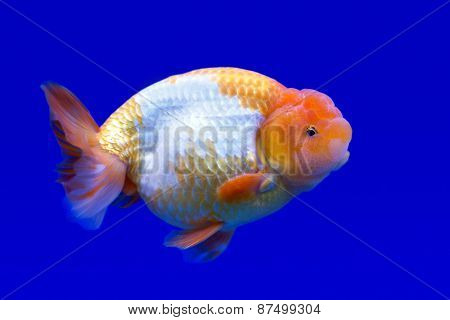 Ranchu Or Lion Head Goldfish