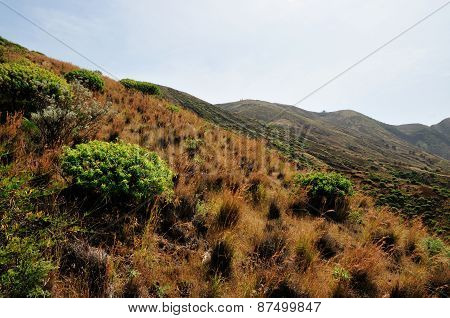 Vegetation On Mountainside