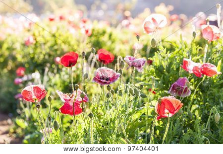 Red Poppy Flowers In Chiengmai - North Of Thailand.