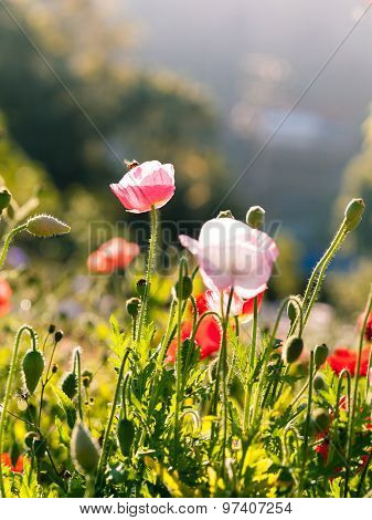 Red Poppy Flowers In Chiengmai - North Of Thailand.