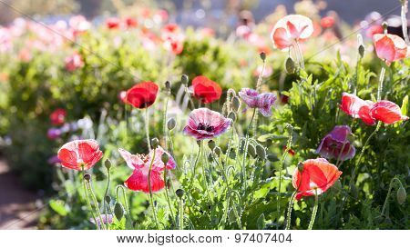 Red Poppy Flowers In Chiengmai - North Of Thailand.