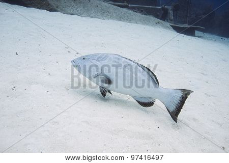 Epihephelus Striatus
