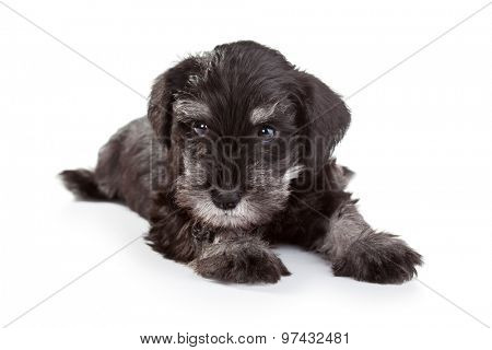 Miniature Schnauzer Puppy over White Background