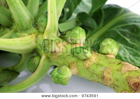Brussel spirer stilk