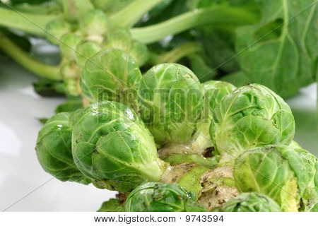 Brussel spirer stilk