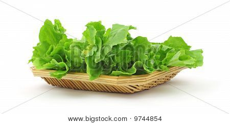 무리 신선한 Escarole
