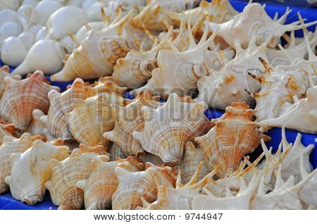 Conchas