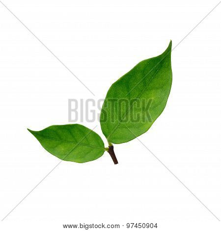 Beautiful Green Leaves (wrightia Religiosa) Isolate On White Background