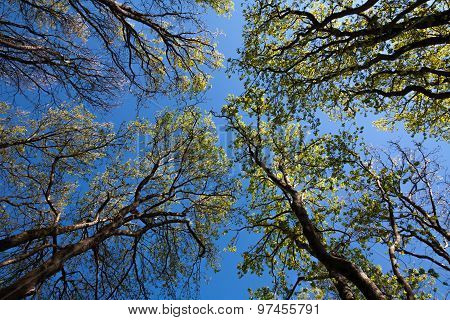 Looking up