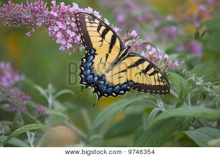 Östra tiger swallowtail butterfly