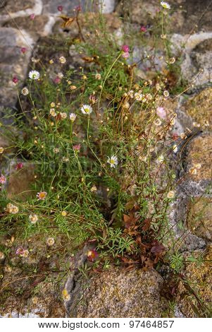 Flowers At Monseraty Park, Cintra, Portugal