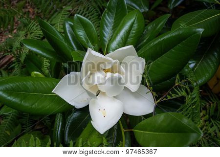Flowers At Monseraty Park, Cintra, Portugal