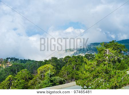 Cloudy Forest
