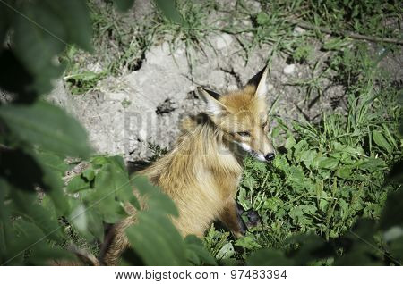 Red Fox