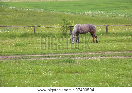Horse Eating Grass