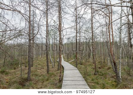 Road To Swamp