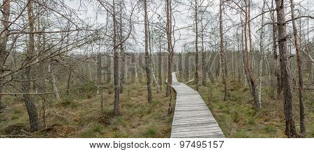 Swamp Panorama