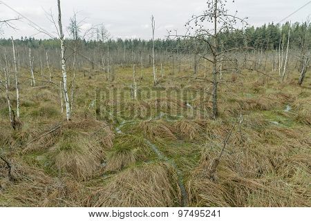Old Swamp