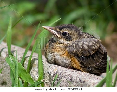 Bébé oiseau assis