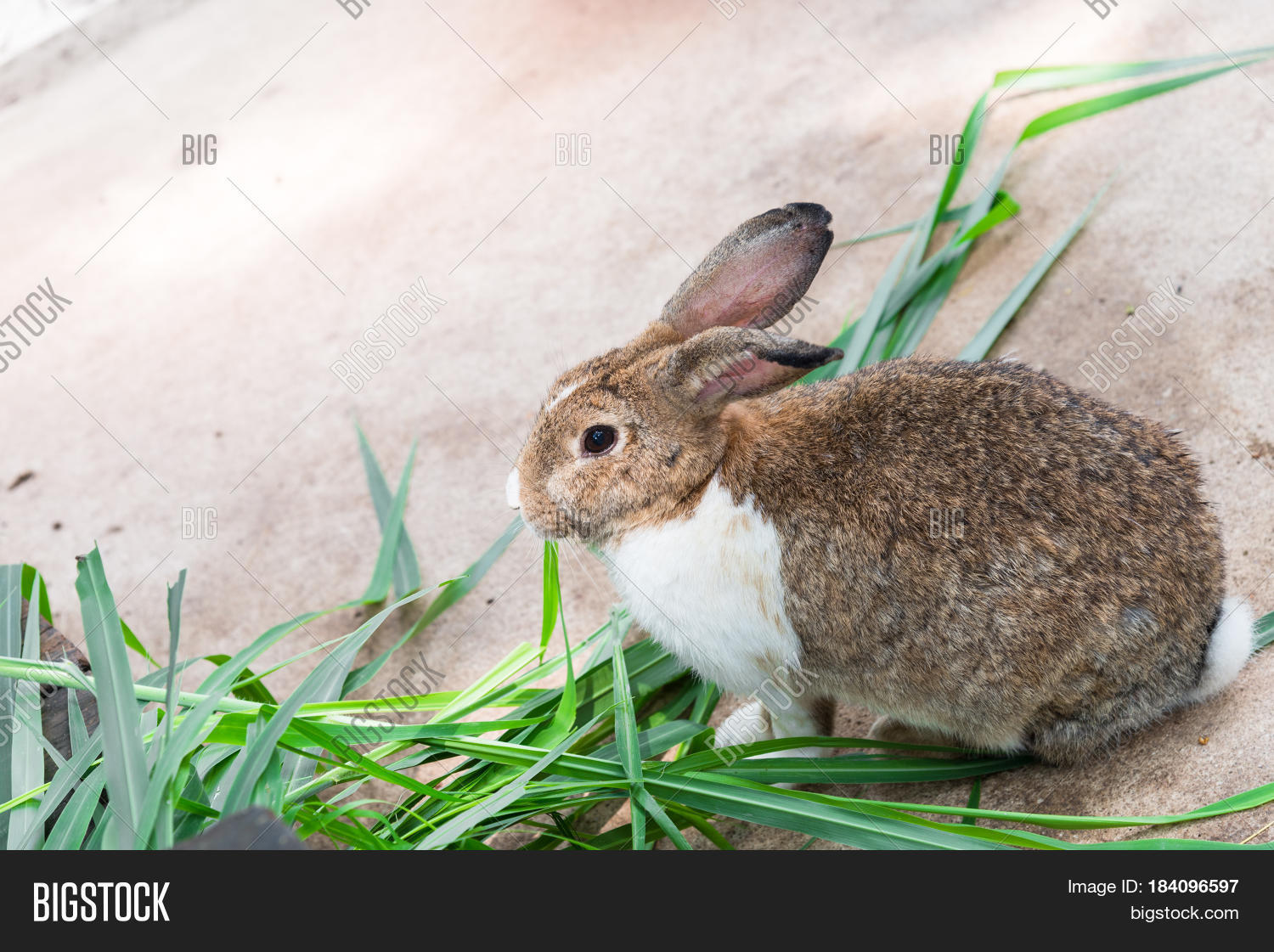 Brown Rabbit Eat Imagen y foto Brown Rabbit Eating (prueba gratis) | Bigstock