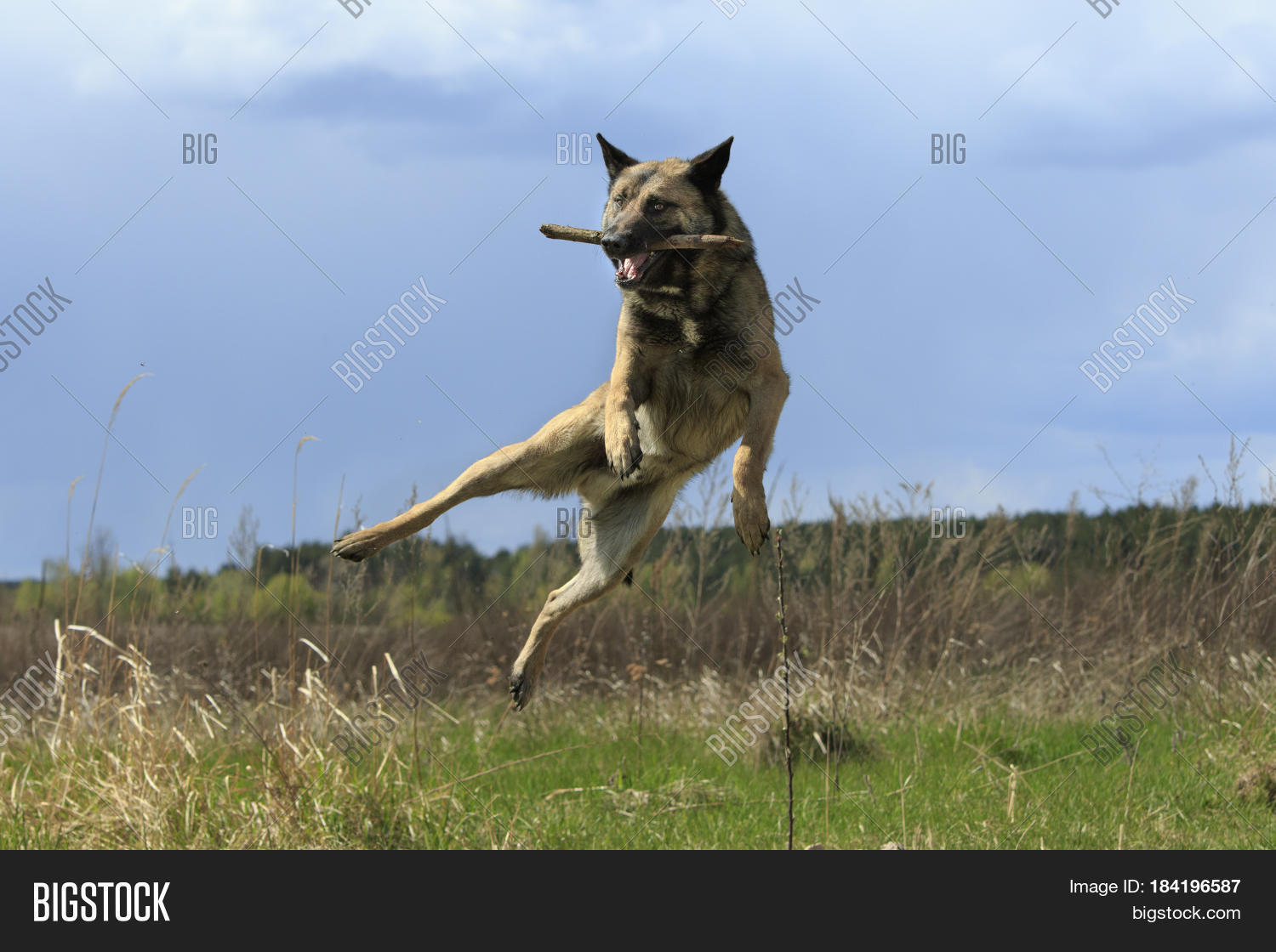 Dog Jump Stick Image & Photo (Free Trial) Bigstock