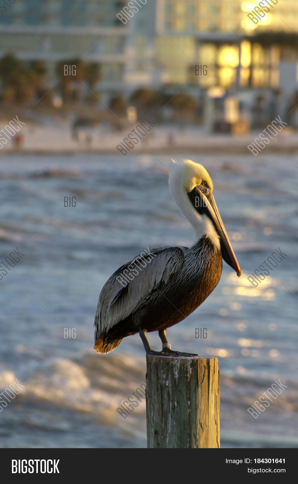 Pelican Standing Image & Photo (Free Trial) Bigstock