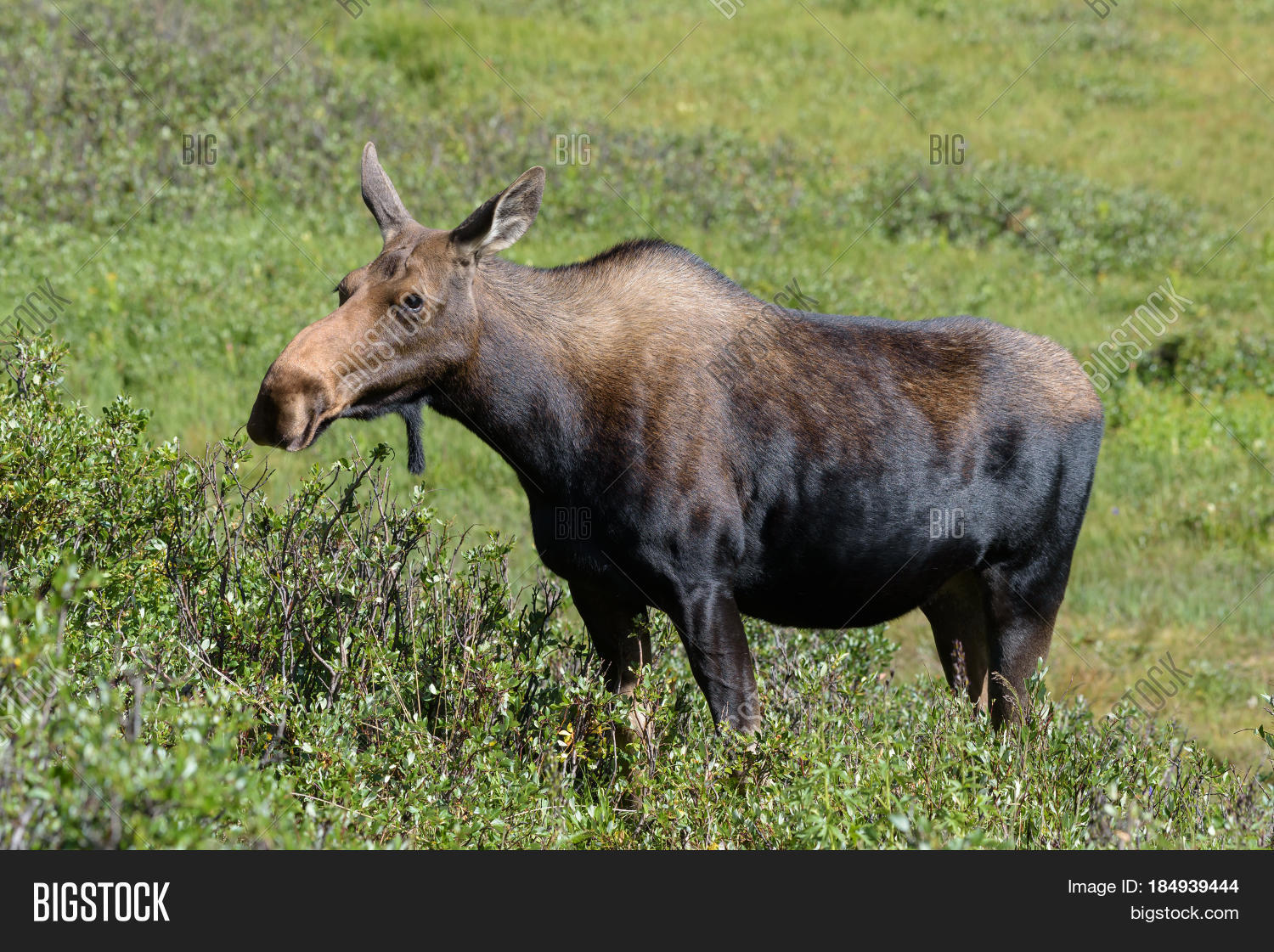 Shiras Moose Colorado Image & Photo (Free Trial) | Bigstock