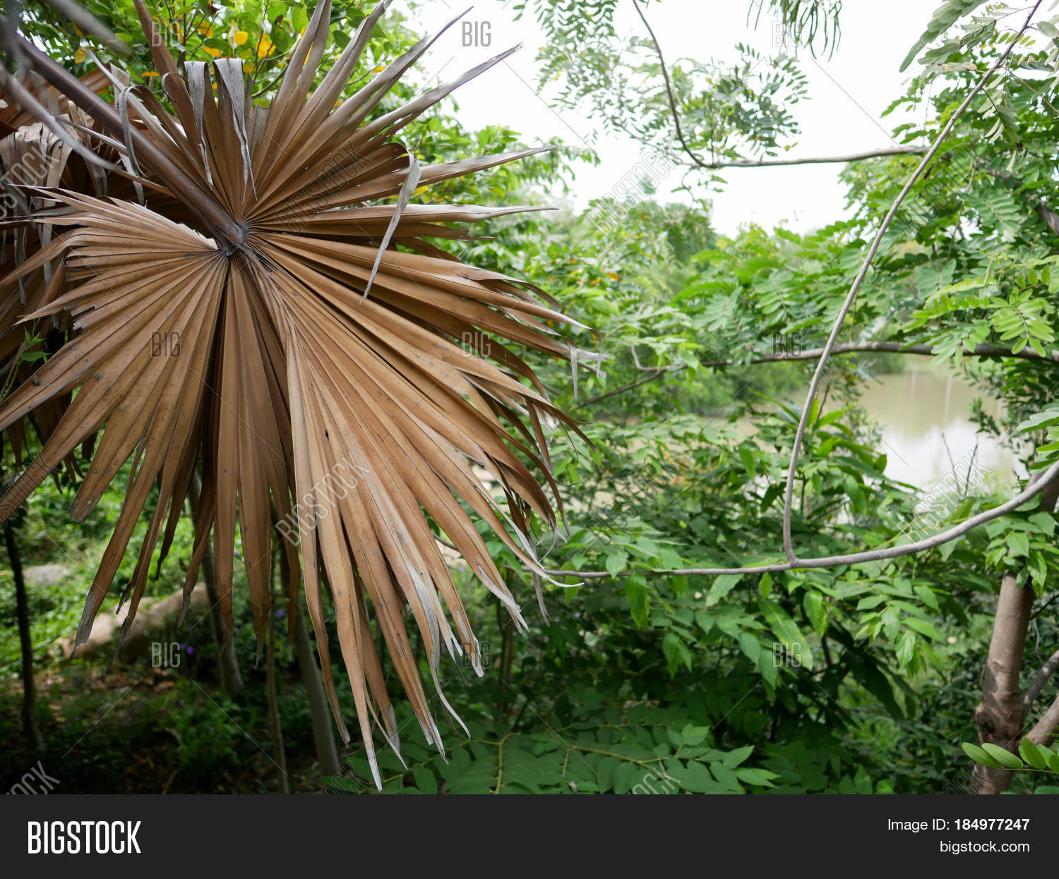 Dried Palm Leaves Image & Photo (Free Trial) Bigstock