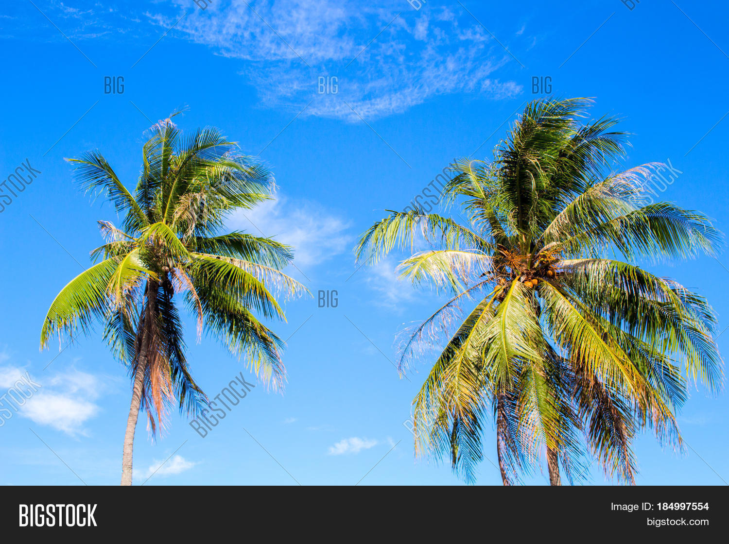 Idyllic Palm Tree On Image & Photo (Free Trial) | Bigstock