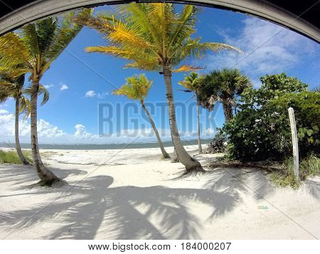 palm trees on a white sand beach