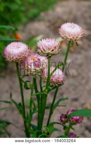 Helichrysum Paper Daisy Straw Flower.