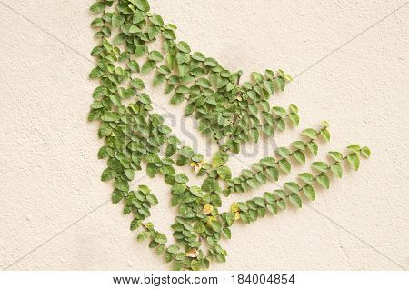 Coatbuttons or Mexican daisy on the wall.