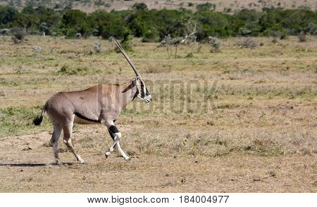 An oryx trotting across a grassy plain