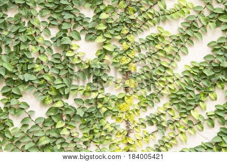 Coatbuttons Or Mexican Daisy On The Wall.