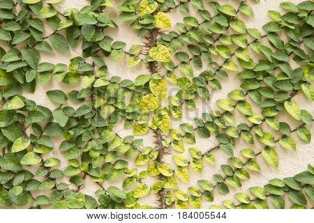 Coatbuttons Or Mexican Daisy On The Wall.